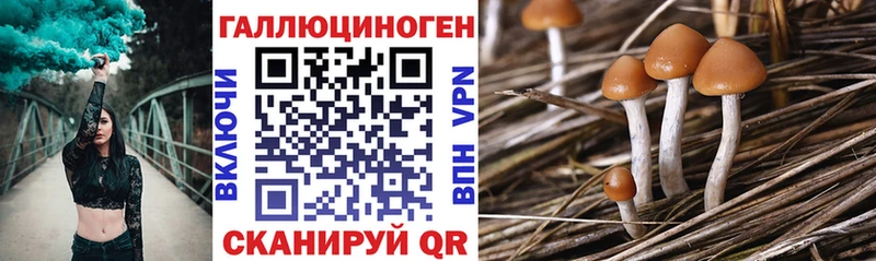 Купить закладки Буйнакск Псилоцибиновые грибы MAGIC MUSHROOMS